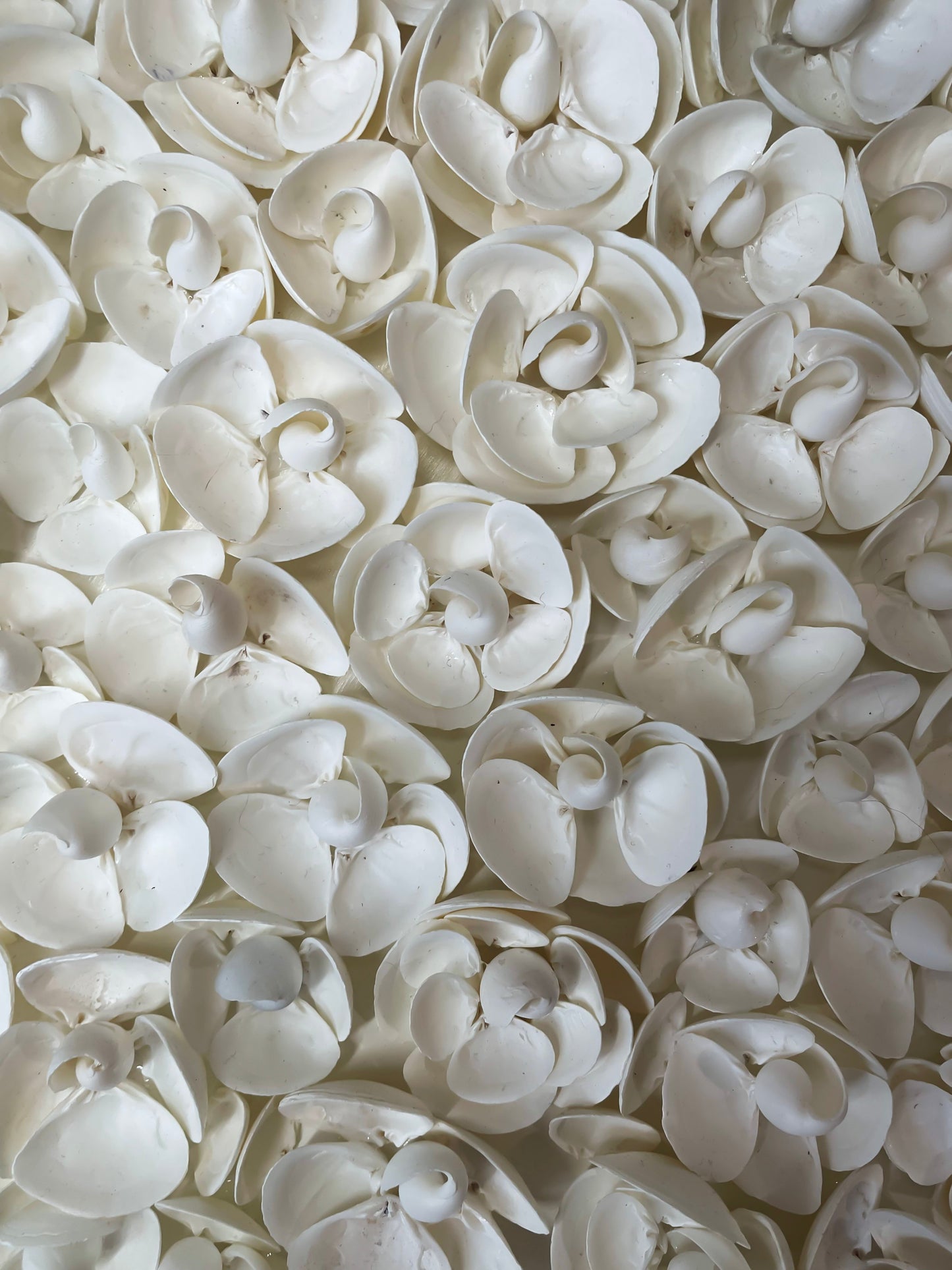 Handcrafted Seashell Floral Wall Art – Large Round Coastal Decor, Elegant White Shell Artwork