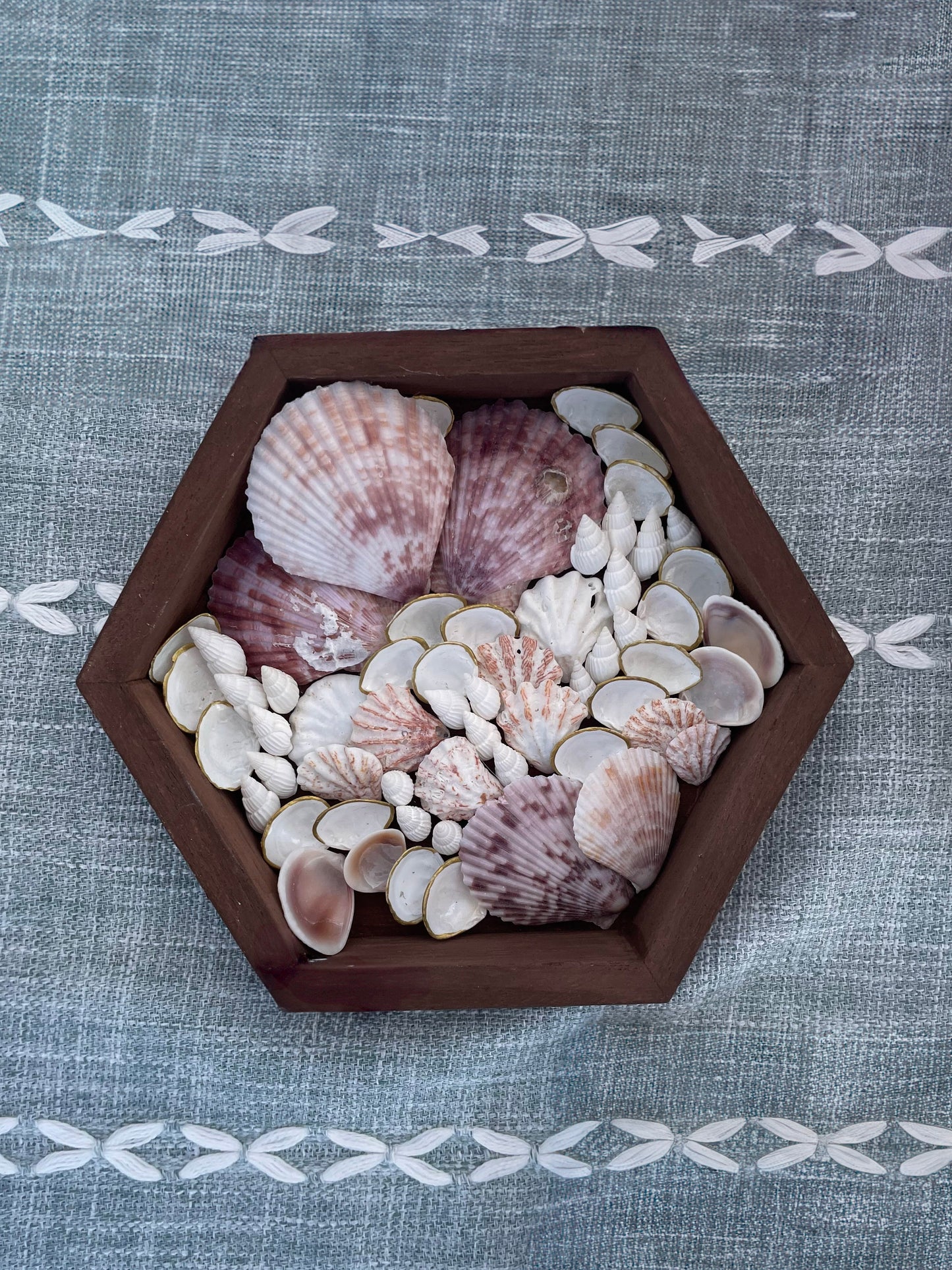 Sunset Scallop | Mini