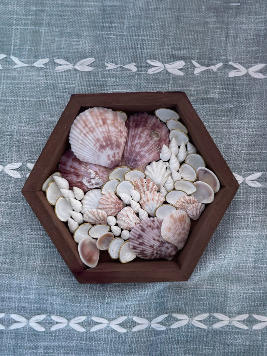 Sunset Scallop | Mini